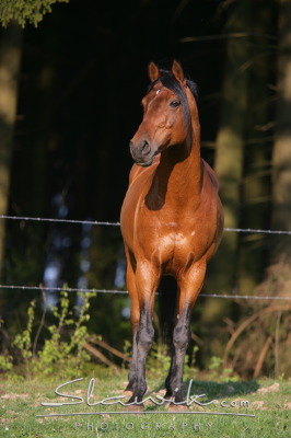 staj_ufonek7564.jpg