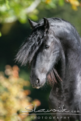 Friese Erwin 90774.JPG