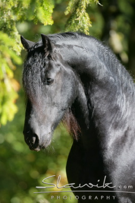 Friese Erwin 90778.JPG