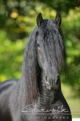 Friese Erwin 907135.JPG
