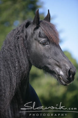 Friese Marco 90745.JPG