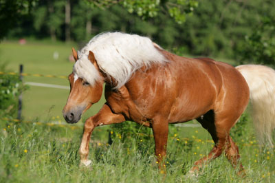 Haflinger-955-Stival28.jpg