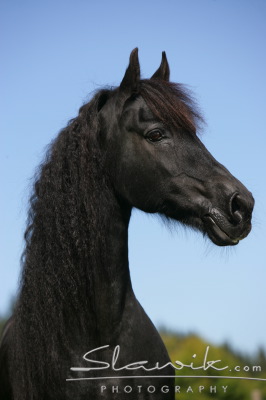 Friese Marco 90748.JPG