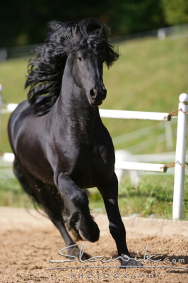 Friese Erwin 907125.JPG