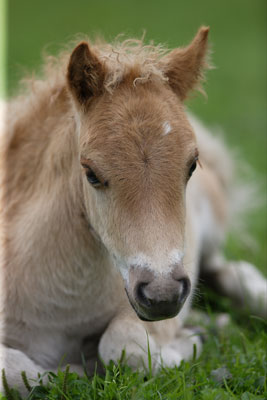 Falabella01.jpg