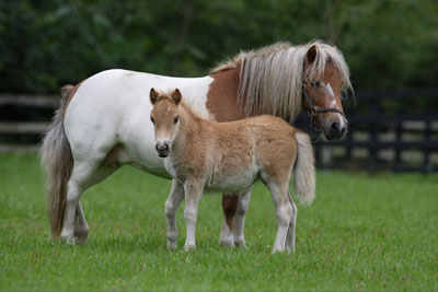 Falabella04.jpg