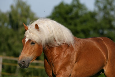 Haflinger-955-Stival29.jpg