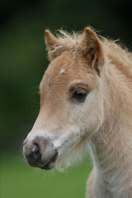 Falabella08.jpg