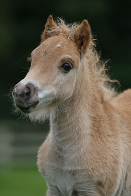 Falabella10.jpg