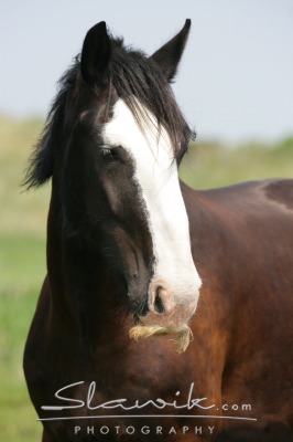 Shire Horse Jim 60718.JPG