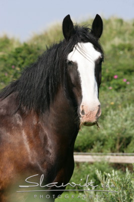 Shire Horse John 6072.JPG