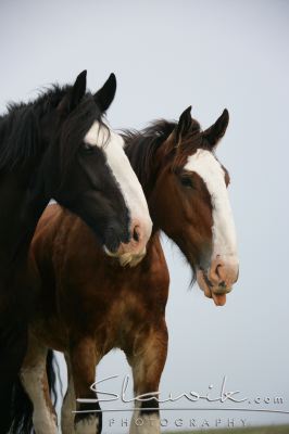 Shire Horse Juist 6077.JPG