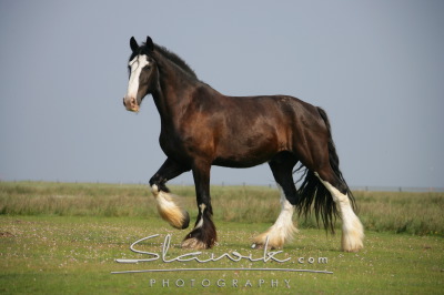 Shire Horse Juist 60752.JPG