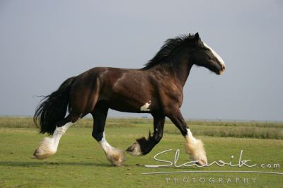 Shire Horse Juist 60758.JPG