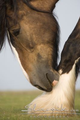 Shire Horse Juist 60771.JPG