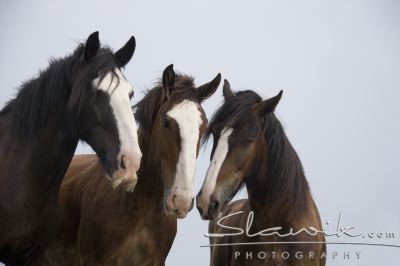 Shire Horse Juist 607244.JPG