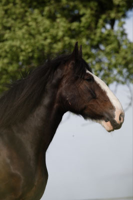 Shire-Horse-Sir-Henry-007.jpg