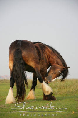 Shire Horse Juist 607179.JPG