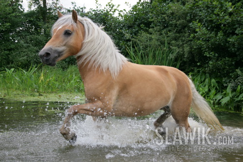 Haflinger Teich 13.JPG