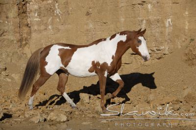 Paint Horse Milka 100710.JPG