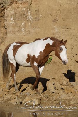 Paint Horse Milka 100732.JPG