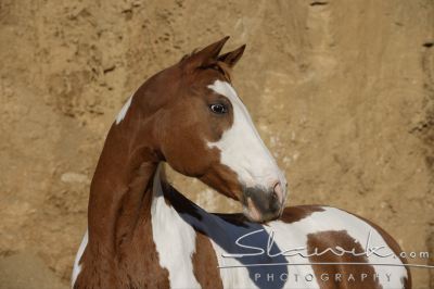 Paint Horse Milka 100759.JPG