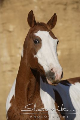 Paint Horse Milka 100767.JPG