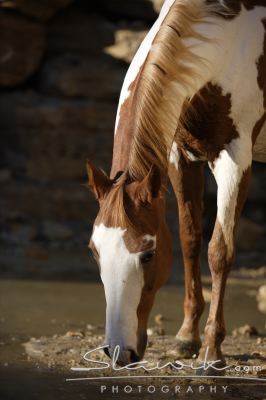 Paint Horse Milka 100779.JPG