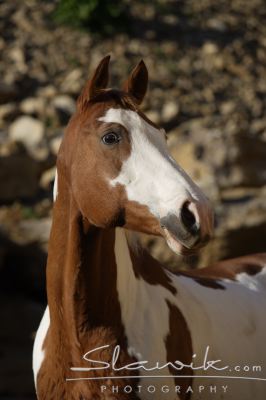 Paint Horse Milka 100783.JPG