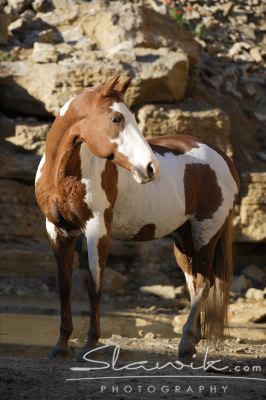 Paint Horse Milka 100789.JPG
