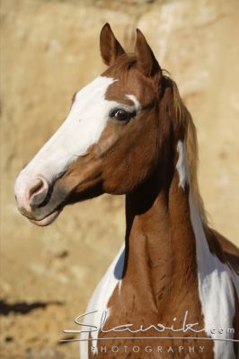 Paint Horse Milka 100795.JPG