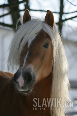 Haflinger11.jpg