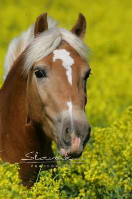 Haflinger Kipp 40721.JPG