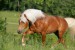 Haflinger-955-Stival28.jpg