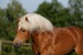 Haflinger-955-Stival29.jpg