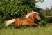 Haflinger-955-Stival38.jpg