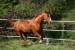 W__rttemberger Leo 90752.JPG