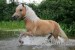 Haflinger Teich 13.JPG