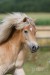 Haflinger Metti 21.JPG